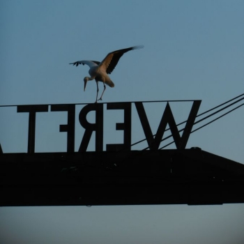 Weißstorch auf der Werft Allermöhe
