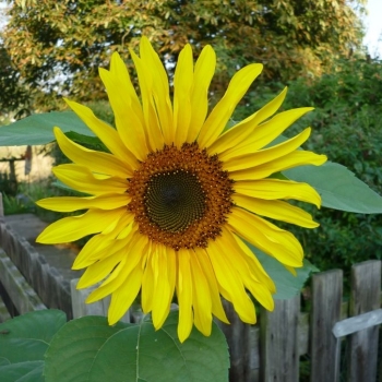 Sonnenblume auf der Werft Allermöhe
