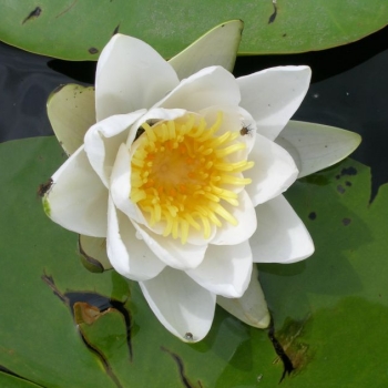 Seerose auf der Werft Allermöhe