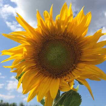 Sonnenblume auf der Werft Allerm&ouml;he